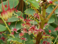 Phyllanthus pulcher