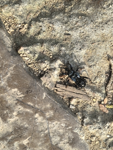 Ectrychotes andreae