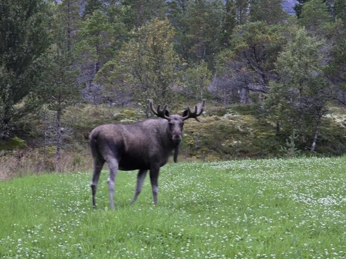 Moose