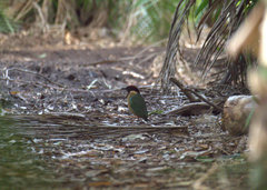 Pitta versicolor