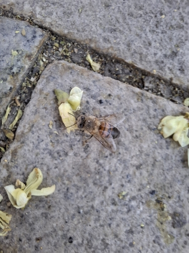 Western Honey Bee