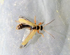 Metacantharis clypeata