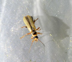 Metacantharis clypeata