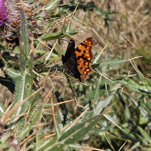 European Comma