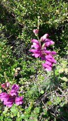 Antirrhinum tortuosum