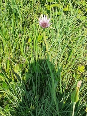 Tragopogon porrifolius
