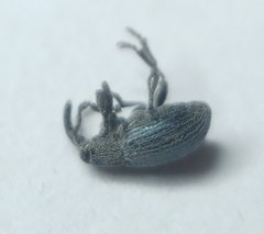 Ceratapion onopordi