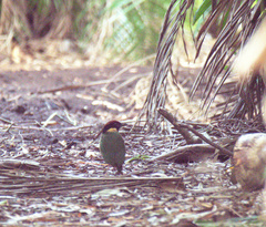 Pitta versicolor