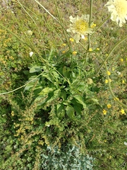 Cephalaria gigantea, photograph (c) Maria Kohanovskaya, some rights reserved (CC BY)