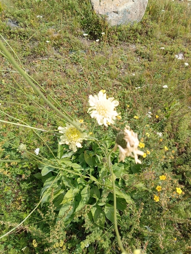 Cephalaria gigantea, photograph 5