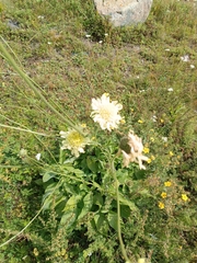 Cephalaria gigantea, photograph (c) Maria Kohanovskaya, some rights reserved (CC BY)