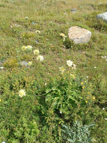 Cephalaria gigantea, photograph 6