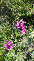 Antirrhinum tortuosum