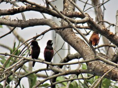 Lonchura atricapilla