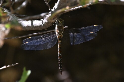 Migrant Hawker