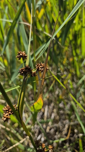 Cladium mariscus, photograph 3