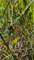Cladium mariscus, photograph (c) Анна Митрошенкова, some rights reserved (CC BY)