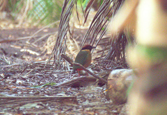 Pitta versicolor
