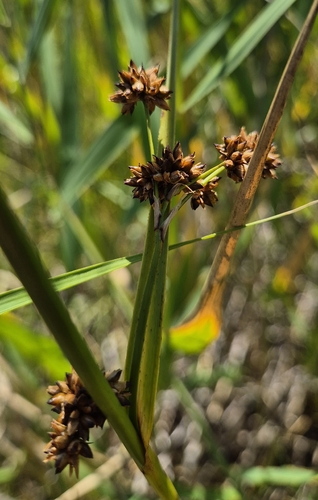 Cladium mariscus, photograph 4