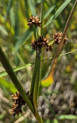 Cladium mariscus, photograph (c) Анна Митрошенкова, some rights reserved (CC BY)
