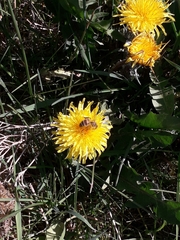 Apis mellifera