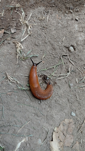 Spanish Slug