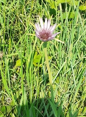 Tragopogon porrifolius