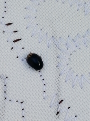Coleoptera