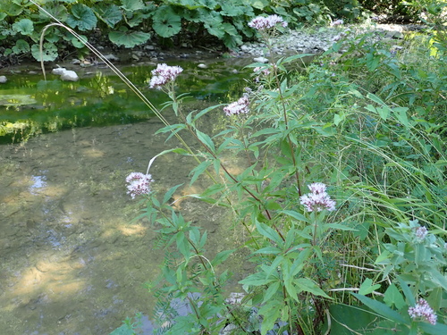 hemp agrimony