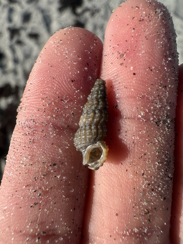 Cerithium muscarum, 2026-08-18