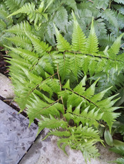 Davallia denticulata