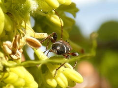 Phymatodes alni