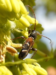 Phymatodes alni
