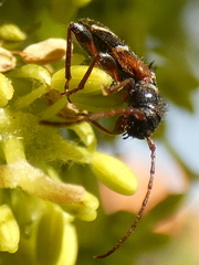 Phymatodes alni