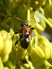Phymatodes alni