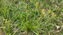 Sisyrinchium commutatum