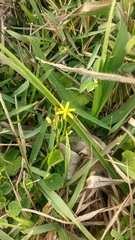 Sisyrinchium commutatum