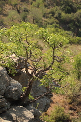 Cussonia natalensis