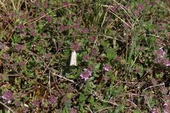 Thisanotia chrysonuchella