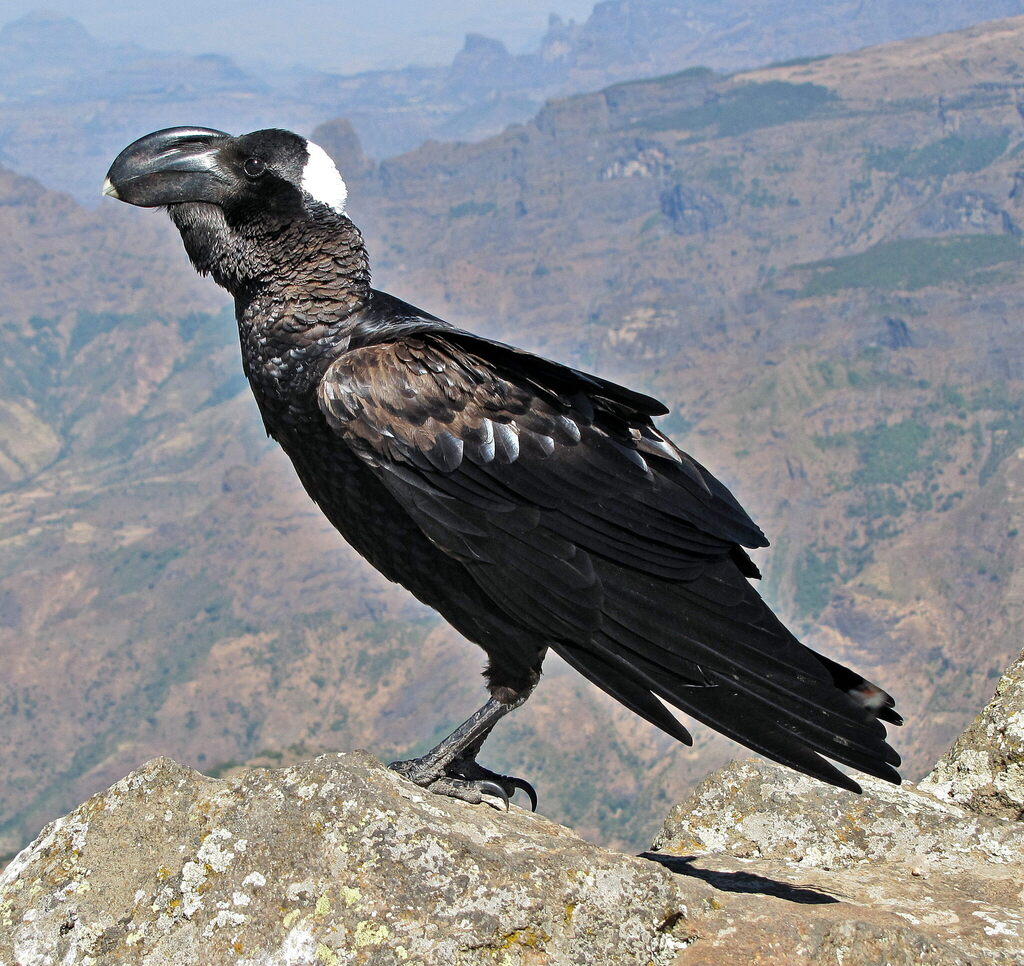 Thick-billed Raven
