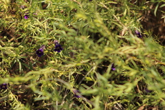 Peliostomum calycinum