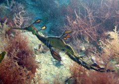 Common Seadragon photo 5