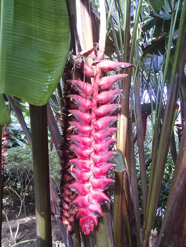 Heliconia mariae