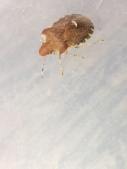 Dyroderes umbraculatus