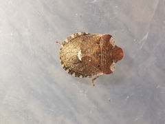 Dyroderes umbraculatus