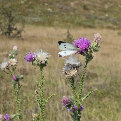 Large White