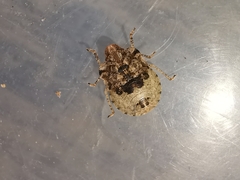 Dyroderes umbraculatus