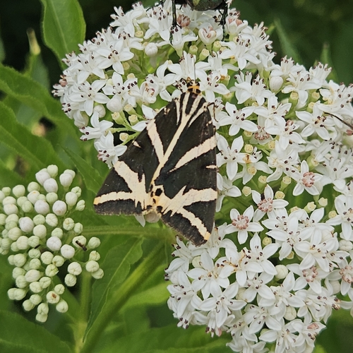 Jersey Tiger