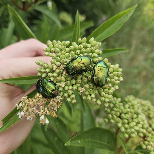 European Rose Chafer