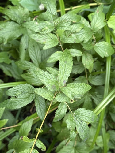 Наблюдение на iNaturalist